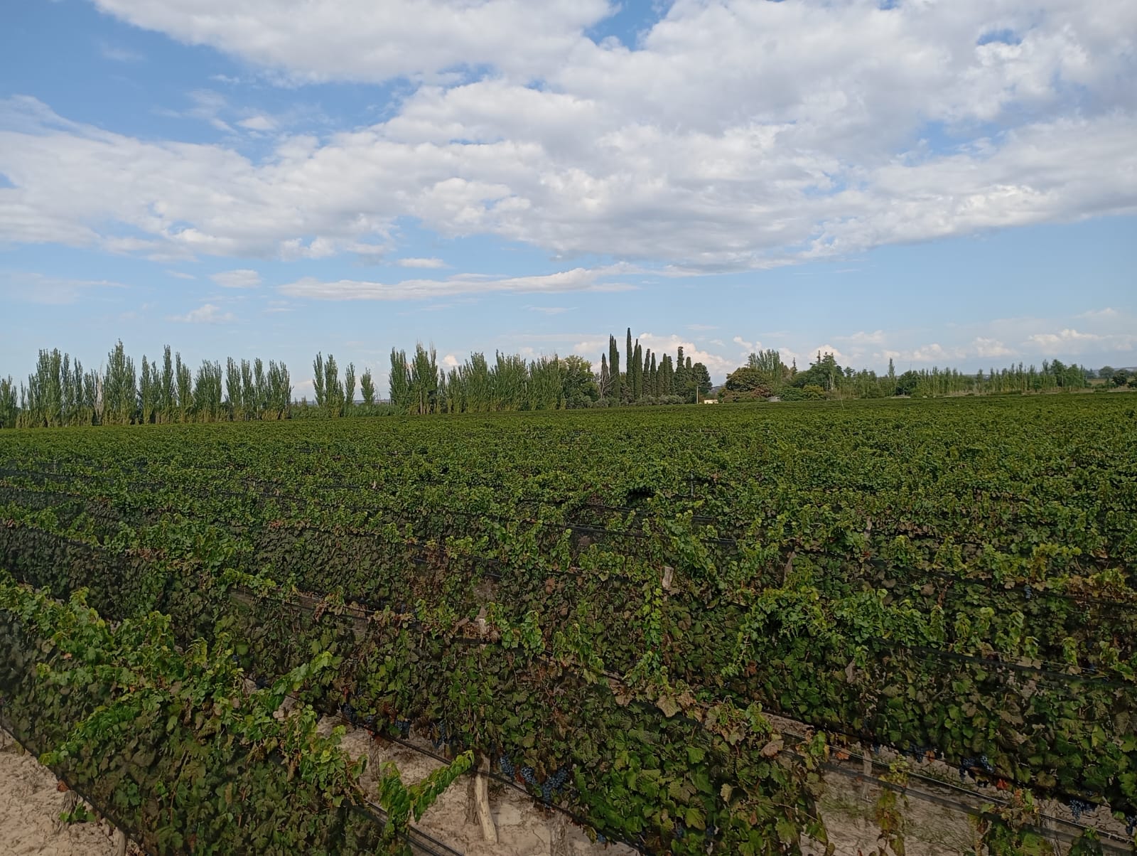 Junin - Imagen 5