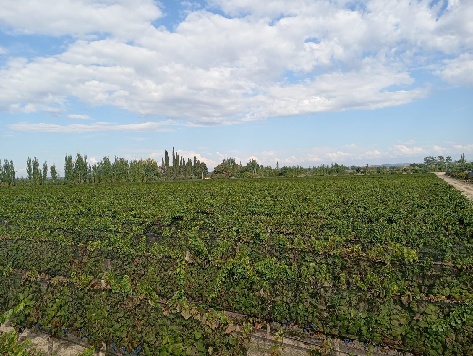 Junin - Imagen 4