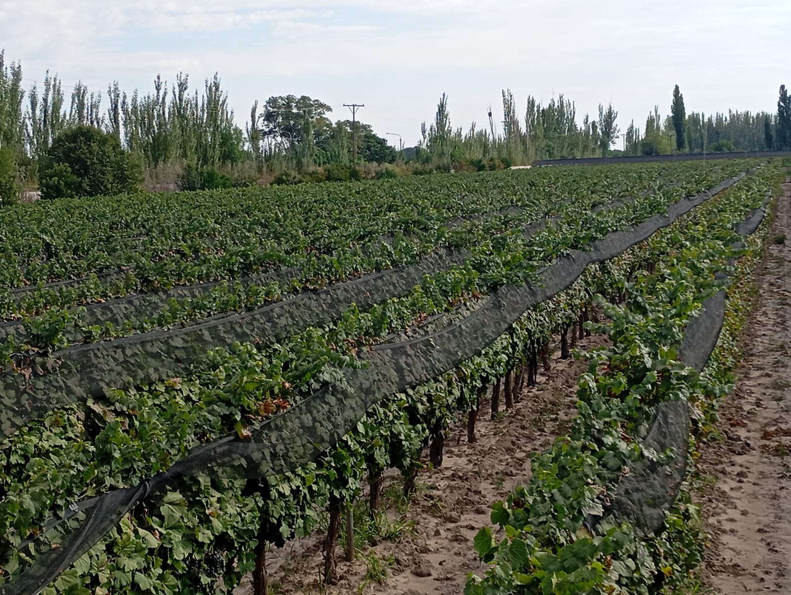 Junin
